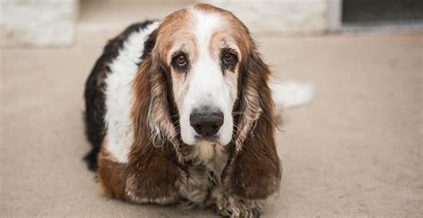 Basset Hound Dog Breed Information The Ultimate Guide Breed Advisor