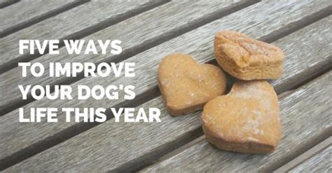 5 Real Ways To Improve Your Dogs Life This Year Trusty Tails Treats