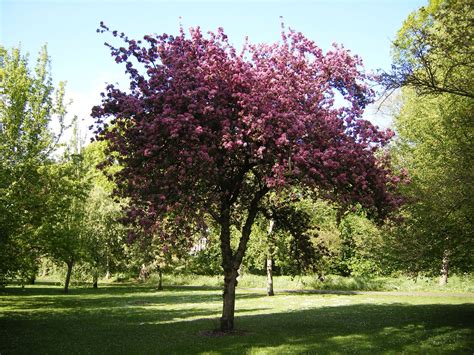Malus × Purpurea Trees And Shrubs Online