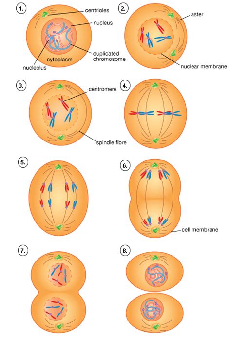 Esquema De Mitosis Y Meiosis Seo Positivo