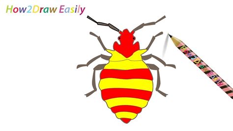 How To Draw A Bug Insect Step By Step Drawing Coloring Youtube