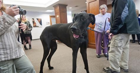 Zeus Tallest Dog In The World