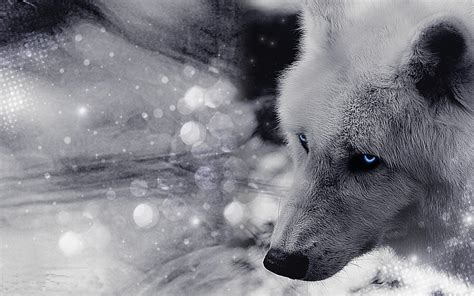 White Wolf With Blue Eyes Wallpapers 4k Hd White Wolf With Blue Eyes