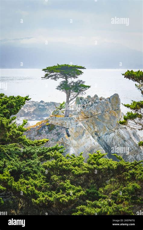 The Lone Cypress Is An Iconic Tree That Stands On Top Of A Granite