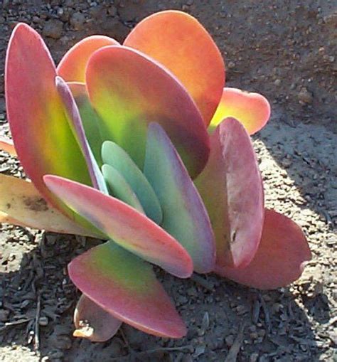 Kalanchoe Luciae Succulents Plants Paddle Plant