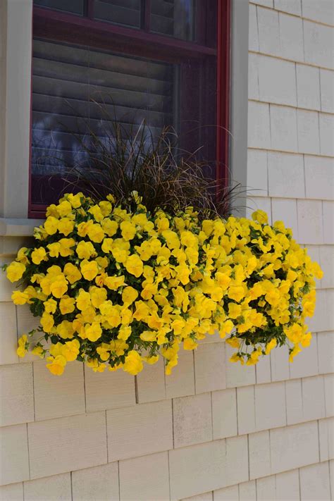 By early spring, they will look their best, with some varieties producing flowers. Winter Pansies | HGTV
