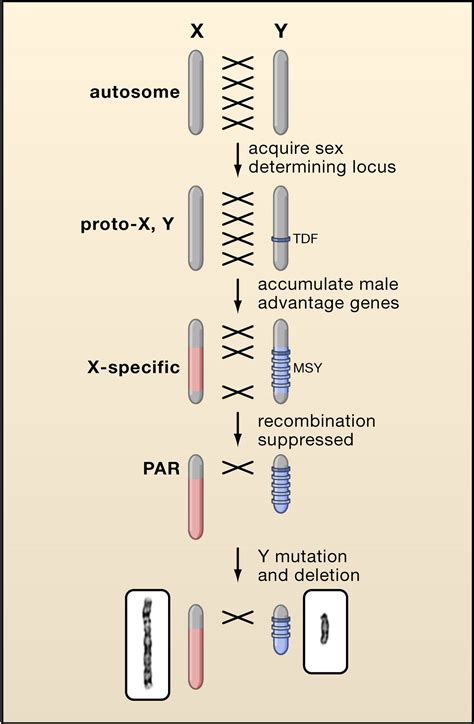 Sex Chromosome Specialization And Degeneration In Mammals Cell