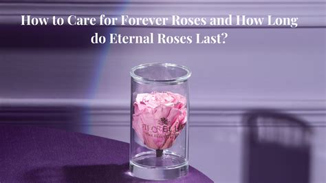 How To Care For Forever Roses And How Long Do Eternal Roses Last