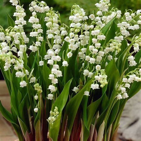 Buy Lily Of The Valley Plants J Parker Dutch Bulbs