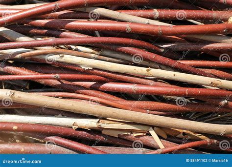 Dry Twigs Stock Photo Image Of Autumn Fuel Nature 58491102