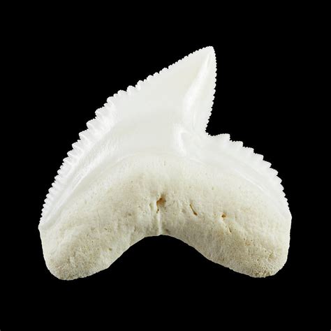 Tiger Shark Tooth Photograph By Geoff Kiddscience Photo