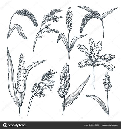 Different Type Millet Cereal Spikelets Vector Hand Drawn Sketch