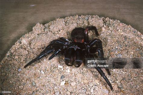 Sydney Funnelweb Spider Atrax Robustus Captive Female Used For