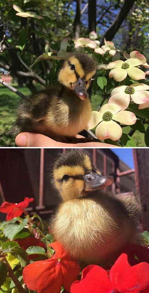 35 Totally Blessed Duck Images To Make You Smile Bored Panda