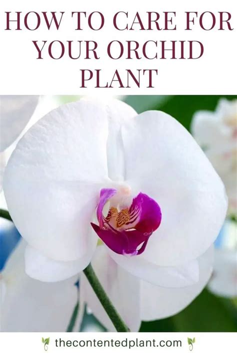 Indoor Orchid Care For Beginners The Contented Plant