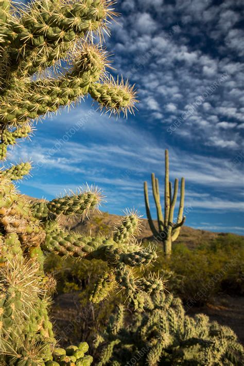 Saguaro National Park Cactus Forest Arizona Usa Stock Image C036