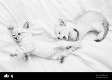 Cute Little Kittens Relax On White Blanket Small Cat Love And