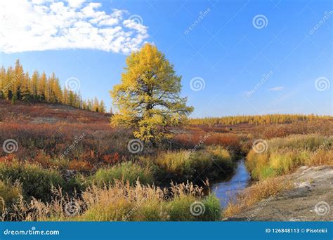 Larch On The Bank Of The Stream In Autumn In The North Of Western