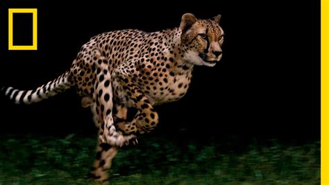 Cheetahs National Geographic Films Worlds Fastest Animal Youtube