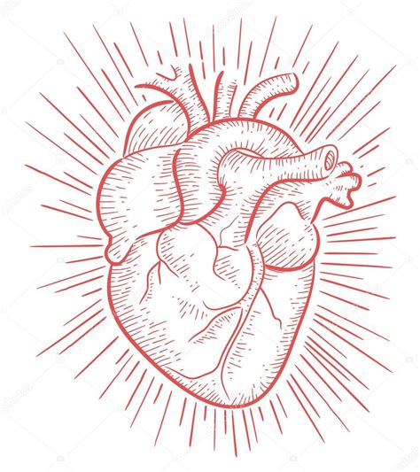 Dibujado A Mano Corazón Humano — Vector De Stock © Bernardojbp 63263925