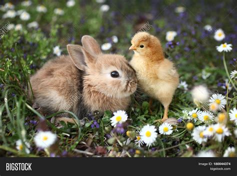 Bunny Rabbit Chick Image And Photo Free Trial Bigstock