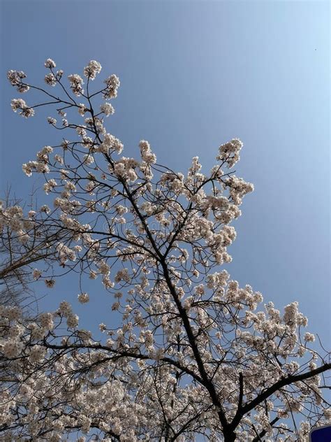 Sakura Cherry Blossoms On The Tree Under Blue Sky Beautiful Cherry