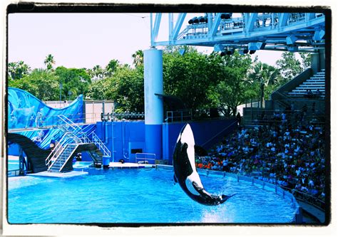 Whale Show Was Great Fun Review Of Seaworld Orlando Orlando Fl Tripadvisor Orlando Florida