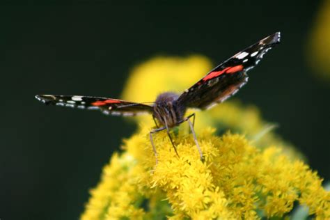 Jetzt das video schmetterling auf gelbe blume herunterladen. Schmetterling auf Blume 3 Foto & Bild | tiere, wildlife ...
