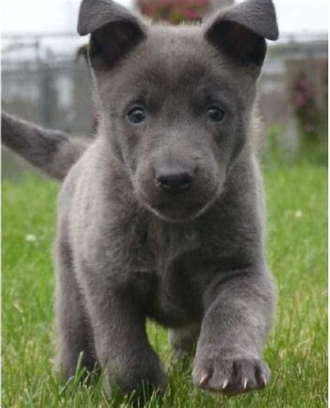 Blue German Shepherd Puppies For Sale Petsidi