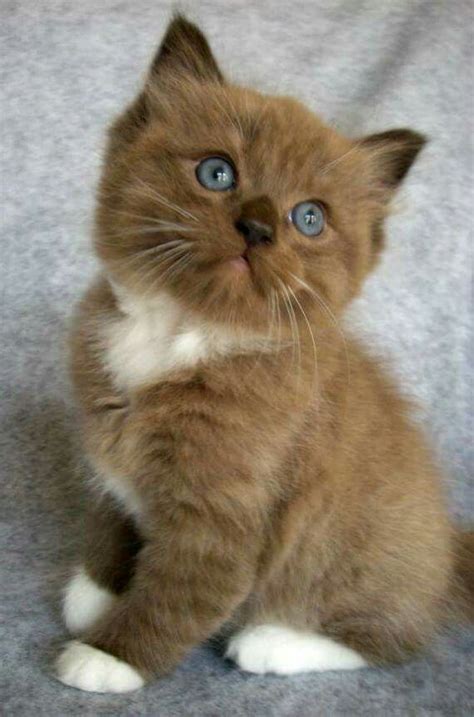 Cute Chocolate Tuxedo Cat With Blue Eyes Cute Cat Breeds