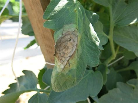 Irregularly shaped watersoaked lesions can be observed on young leaves at the top part of the plant. Tomato Late Blight | NC State Extension Publications