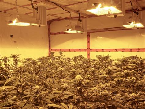 We did not find results for: Pros & Cons Of Growing Weed With Double-Ended Grow Lights