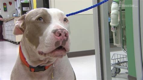 Dog Brutalized Used As Bait In Fights Is On The Mend With