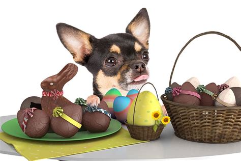 Chocolate Toxicity And Easter Dangers For Your Pets Forest Hill