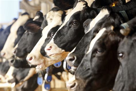 How Chinas Dairy Industry Is Building A Sustainable Future World