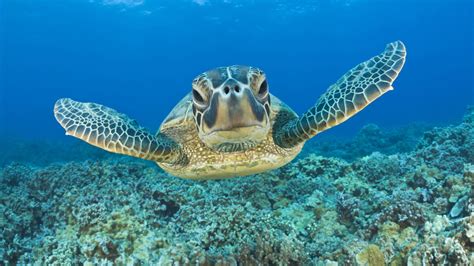 Papier Peint Green Turtle Maui Hawaii Hd Widescreen Haute