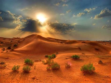 Desert Drifts Sunset Sands Clouds Golden Sky Plants Free Wallpapers