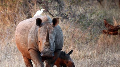 Rhino Poaching Falls By A Quarter In South Africa Uk News Sky News
