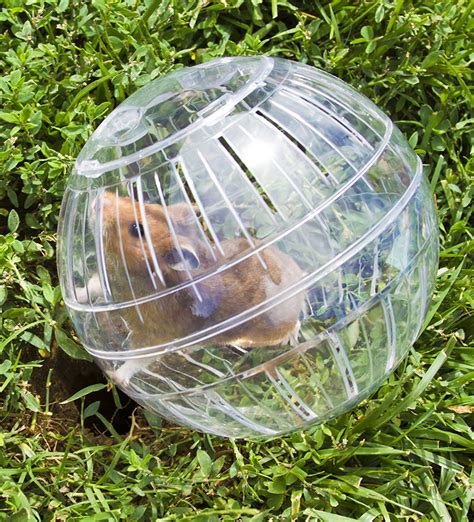 Best Hamster Ball For Syrian Dwarf And Robo Hamsters