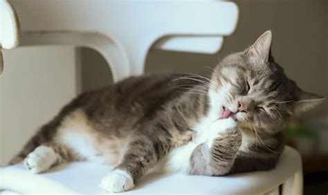 Hiatal Hernia In Cats Causes Symptoms And Treatment Petcarerx
