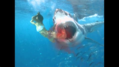 Great White Shark Attack Youtube