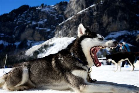 Interesting Facts About Alaskan Sled Dogs Did You Know Pets