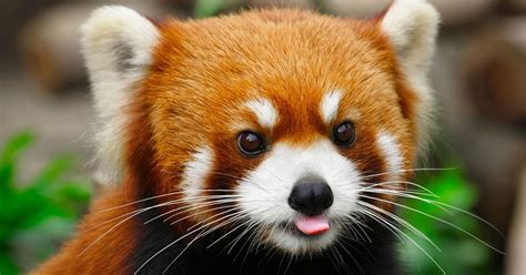 English Campus Endangered Red Pandas
