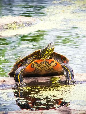 Western Painted Turtle Oregon Wild