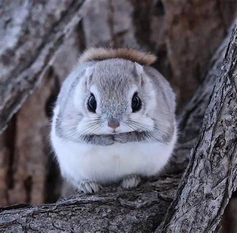🔥 The Subspecies Japanese Dwarf Flying Squirrel Is Thought To Have