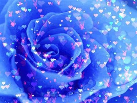 Beautiful Rose Pictures Animated Beautiful Blue Rose Flowers Flowers