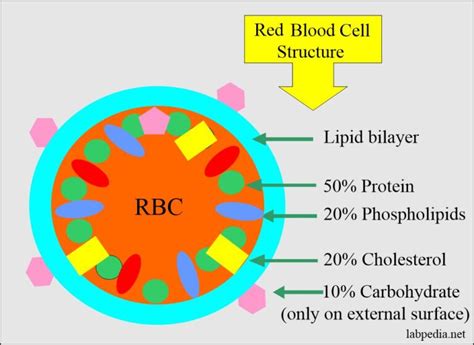 Red Blood Cell Rbc Part 1 Erythropoiesis Rbc Detailed Discussion