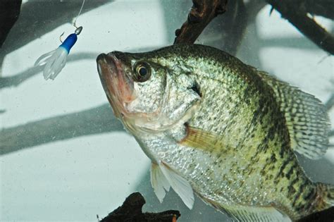 Late Summer Crappie Fishing Tactics Great Days Outdoors