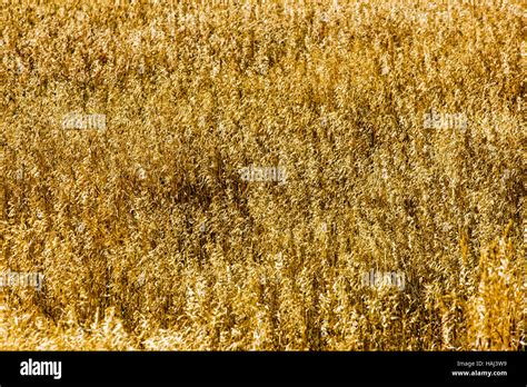 Grasses Golden With Fall Color Near Phantom Lake Blacktail Deer