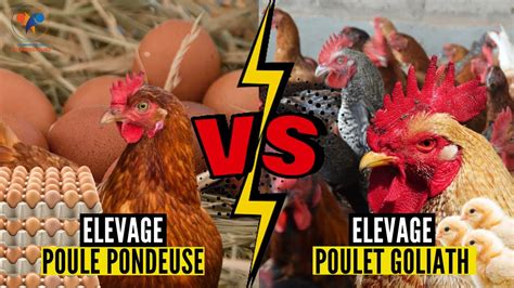 POULE PONDEUSE vs POULET GOLIATH élevage poulet goliath et poule